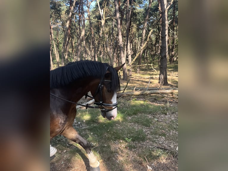 Poni New Forest Caballo castrado 5 años 142 cm Castaño in Swalmen