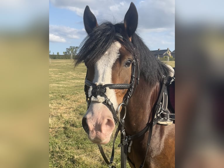 Poni New Forest Caballo castrado 5 años 142 cm Castaño in Swalmen