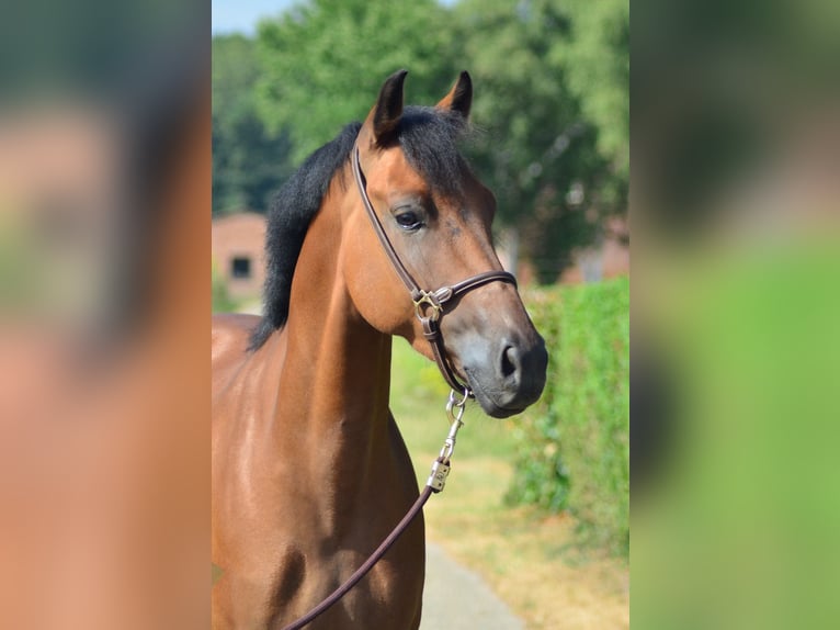 Poni New Forest Caballo castrado 5 años 146 cm Castaño in Wouwse Plantage