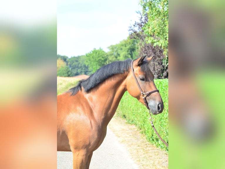 Poni New Forest Caballo castrado 5 años 146 cm Castaño in Wouwse Plantage