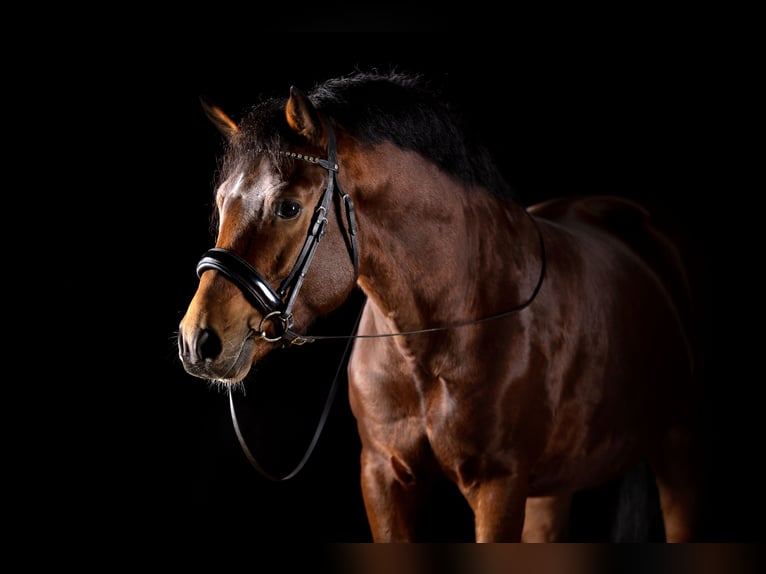 Poni New Forest Caballo castrado 5 años 147 cm Castaño in Heinzenbach