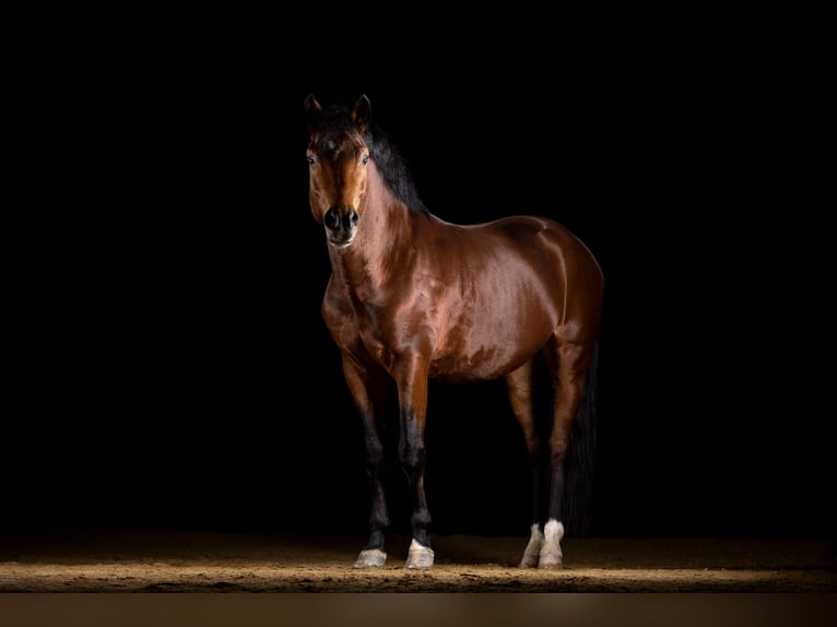 Poni New Forest Caballo castrado 5 años 147 cm Castaño in Heinzenbach
