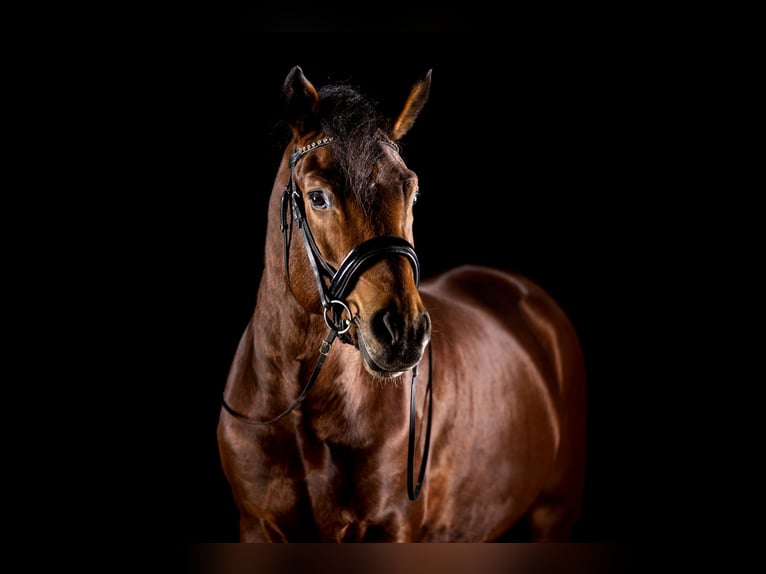Poni New Forest Caballo castrado 5 años 147 cm Castaño in Heinzenbach