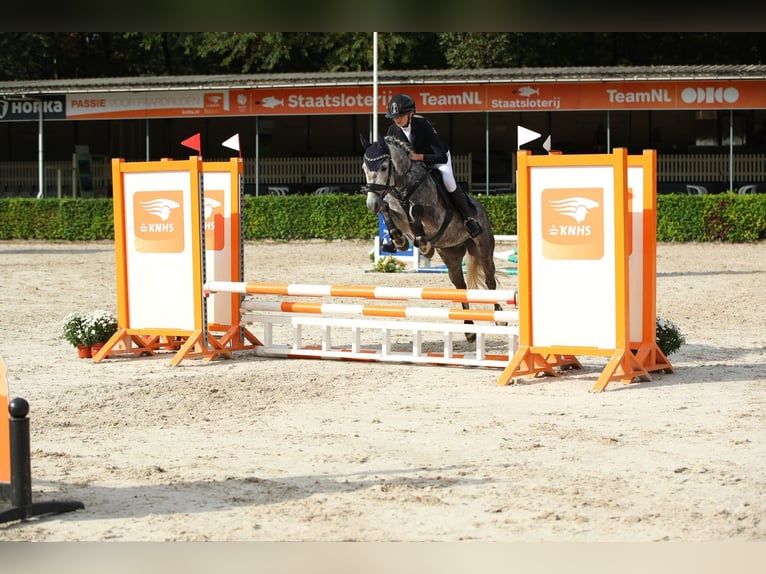 Poni New Forest Caballo castrado 6 años 136 cm Tordo in Lith