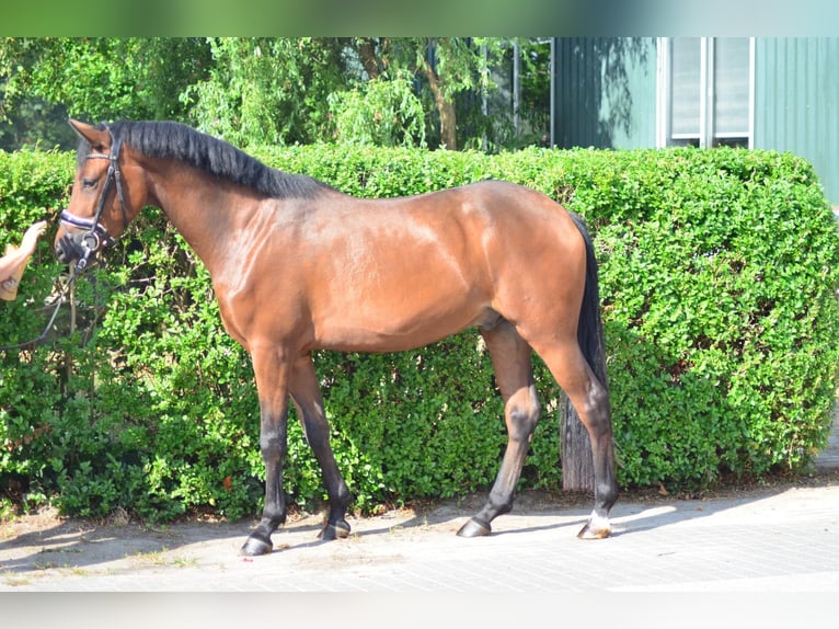 Poni New Forest Caballo castrado 6 años 146 cm Castaño in Wouwse Plantage