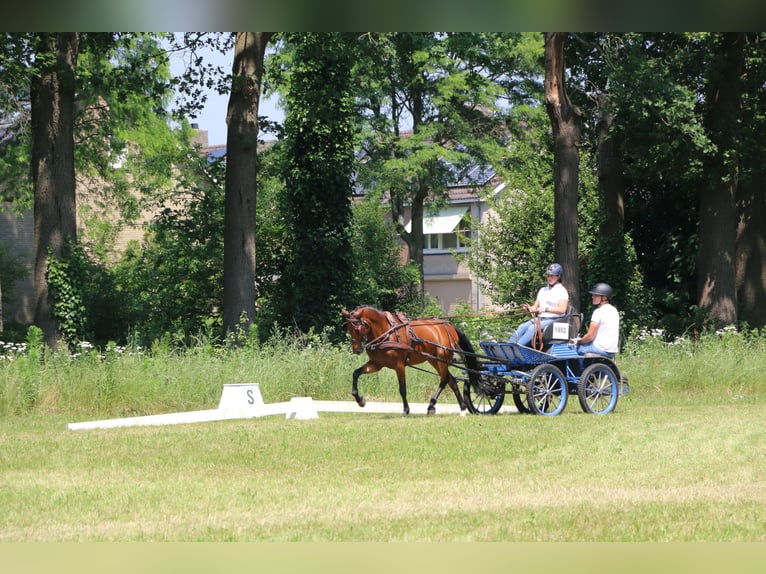 Poni New Forest Caballo castrado 7 años 146 cm Castaño in Weert