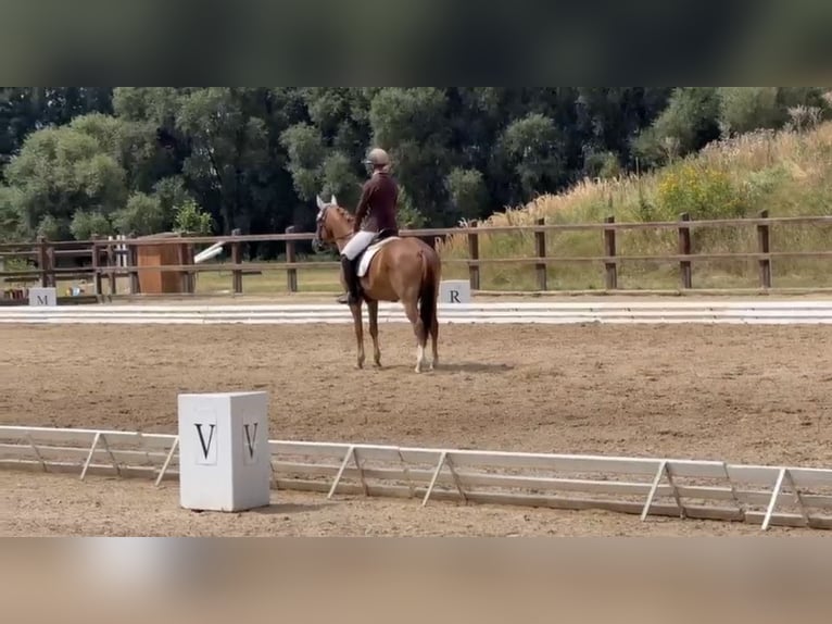 Poni New Forest Caballo castrado 7 años  in Jihlava