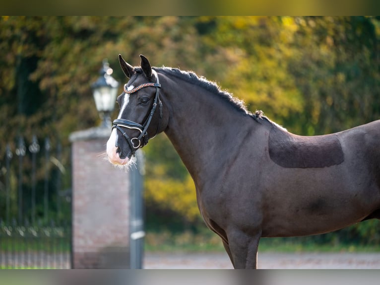 Poni New Forest Caballo castrado 8 años 146 cm Negro in Hellendoorn