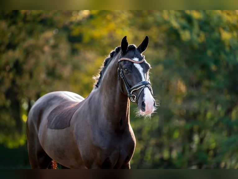 Poni New Forest Caballo castrado 8 años 146 cm Negro in Hellendoorn