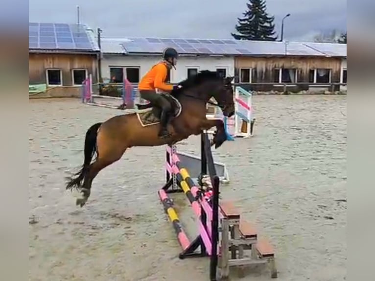 Poni New Forest Caballo castrado 8 años 147 cm Castaño in Erfurt