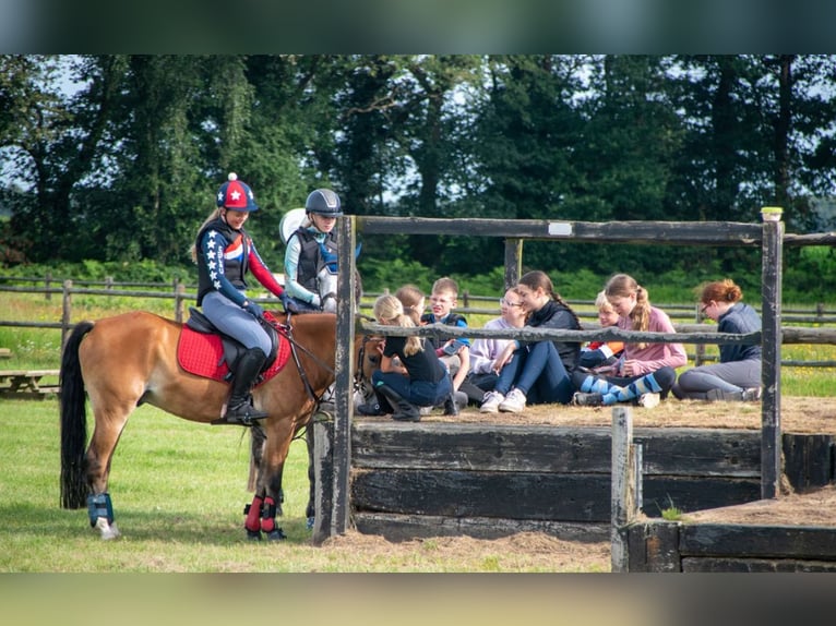 Poni New Forest Caballo castrado 8 años 147 cm Castaño in Scharmer