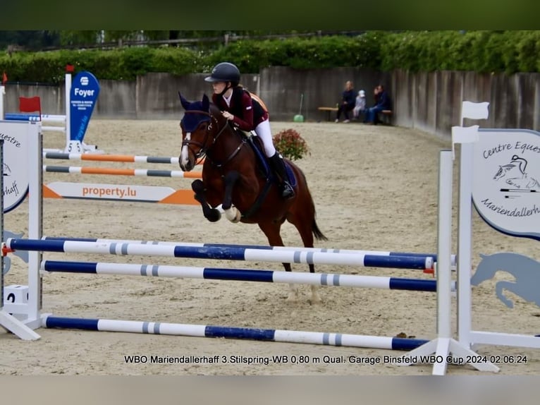 Poni New Forest Caballo castrado 9 años 144 cm Castaño in Siljansnäs