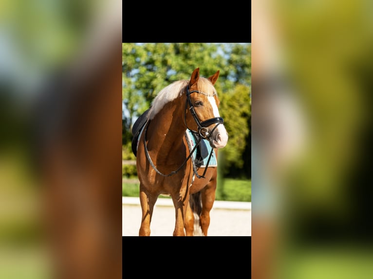 Poni New Forest Caballo castrado 9 años 148 cm Alazán in Noordeloos