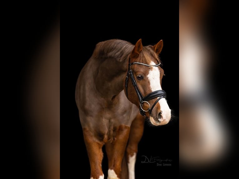 Poni New Forest Caballo castrado 9 años 148 cm Alazán-tostado in Syke