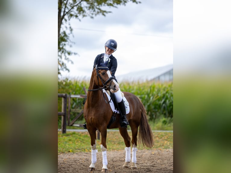 Poni New Forest Caballo castrado 9 años 148 cm Alazán-tostado in Syke