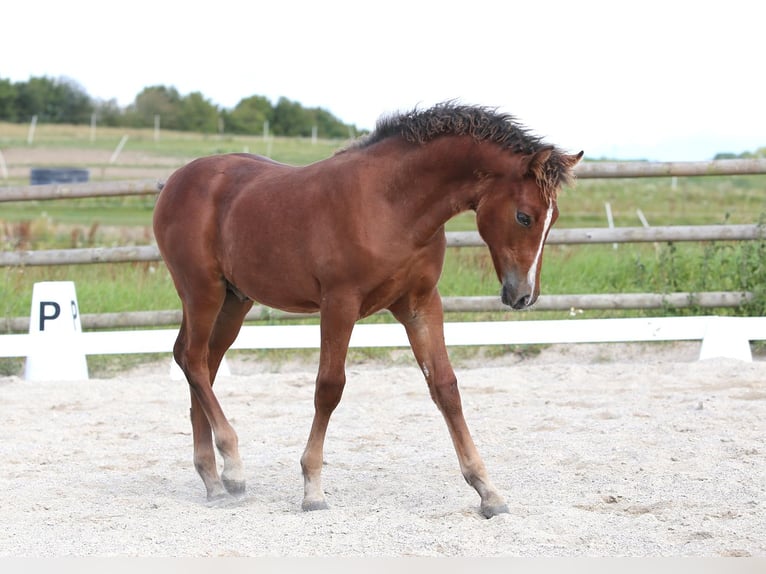 Poni New Forest Caballo castrado Potro (03/2024) Castaño in Jystrup