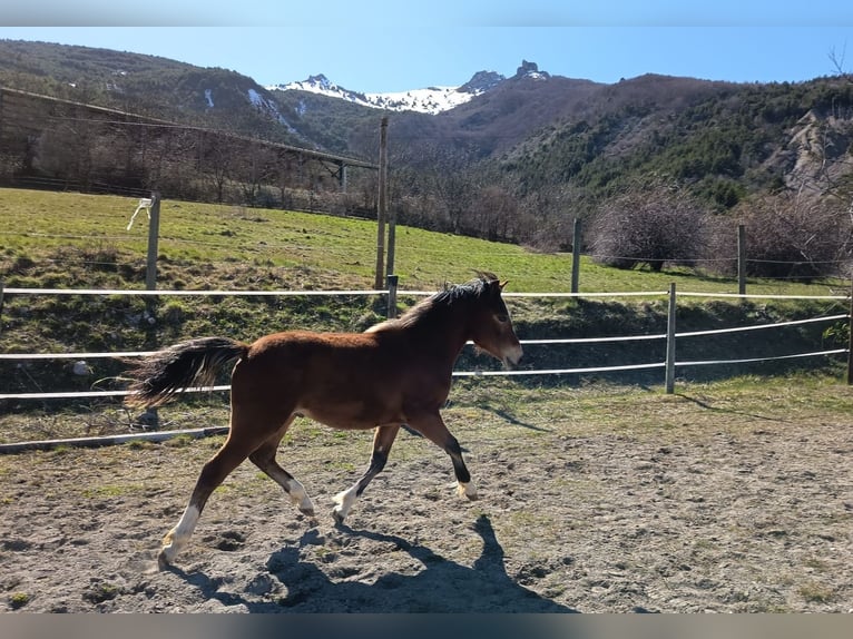 Poni New Forest Semental 1 año 130 cm Castaño in Esparron