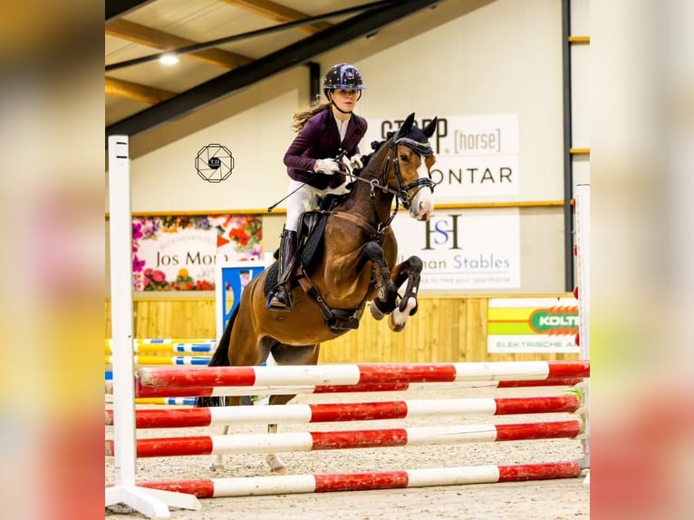 Poni New Forest Semental 2 años 136 cm Castaño in Aalsmeer