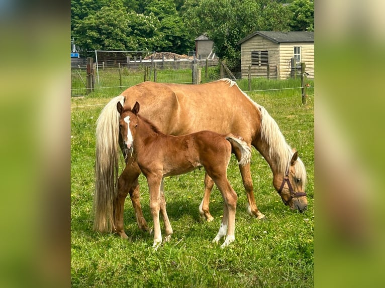 Poni New Forest Semental 2 años 145 cm Alazán-tostado in Wisch