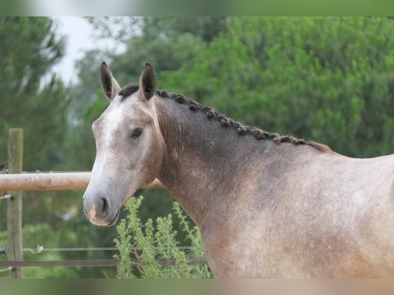 Poni New Forest Mestizo Semental 2 años 155 cm Tordo in Mas-Grenier