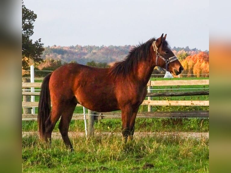 Poni New Forest Semental 2 años Castaño in Nehmten