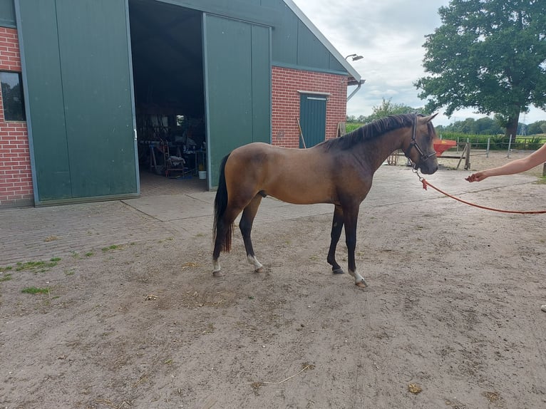 Poni New Forest Semental 3 años 136 cm Buckskin/Bayo in Lochem