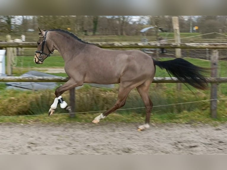 Poni New Forest Semental 3 años 136 cm Buckskin/Bayo in Lochem