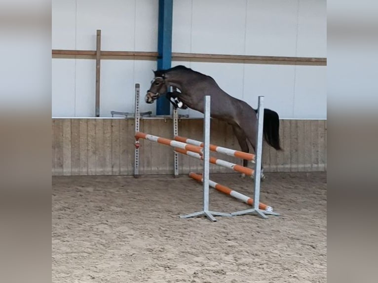 Poni New Forest Semental 3 años 136 cm Buckskin/Bayo in Lochem