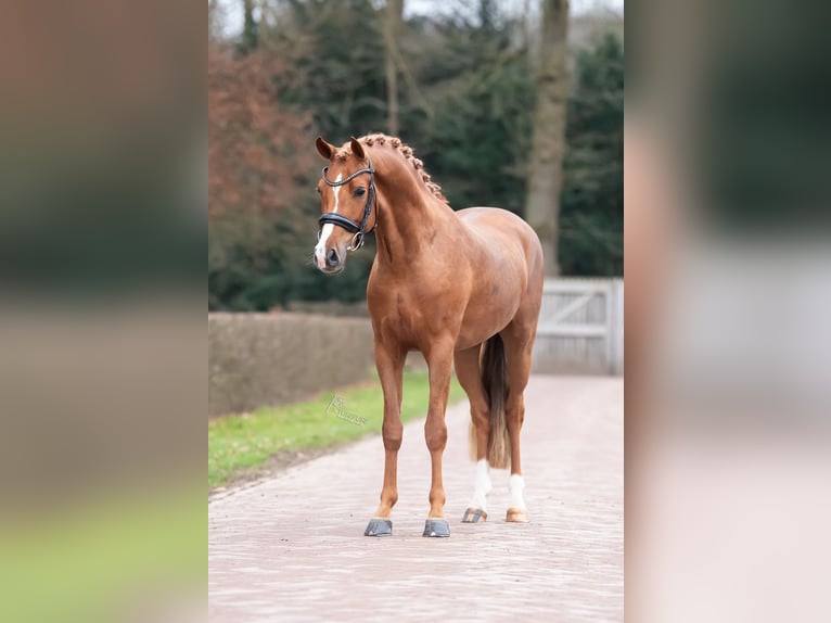 Poni New Forest Semental 4 años 145 cm Alazán in Donkerbroek