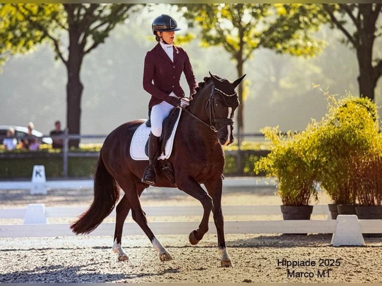 Poni New Forest Semental 8 años 146 cm Negro in Holten