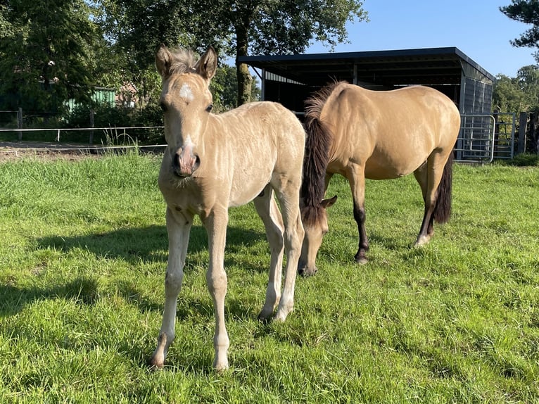 Poni New Forest Mestizo Semental Potro (04/2024) 140 cm Buckskin/Bayo in Haps