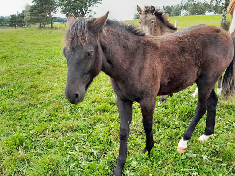 Poni New Forest Semental Potro (04/2024) 146 cm Castaño oscuro in Chaudes-aigues