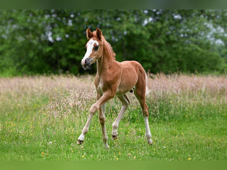 Poni New Forest Semental Potro (05/2026)  in Vaassen