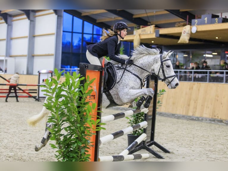 Poni New Forest Yegua 10 años 144 cm Tordo in Zeewolde