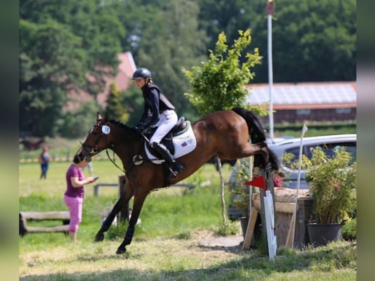 Poni New Forest Yegua 10 años 146 cm Castaño in J&#xF6;rl