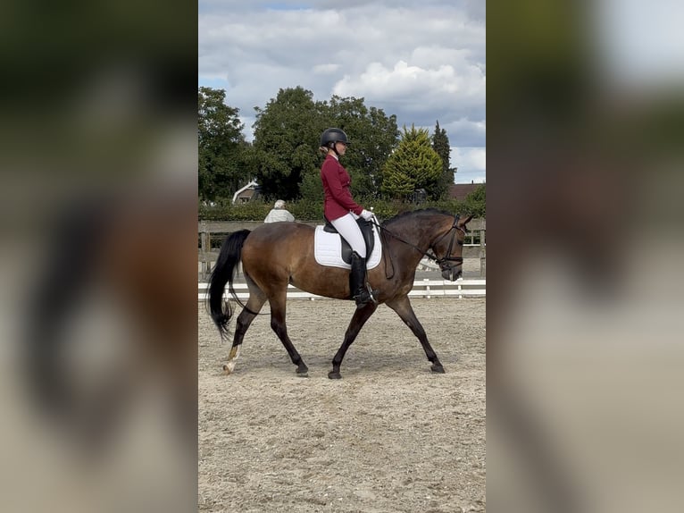 Poni New Forest Yegua 11 años 144 cm Castaño in Rotterdam