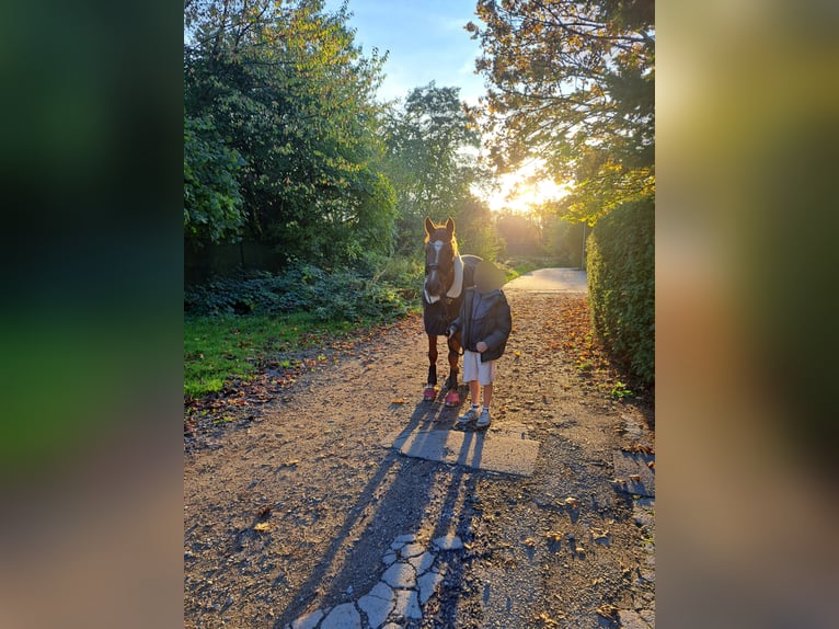 Poni New Forest Yegua 11 años 152 cm Alazán-tostado in Dortmund