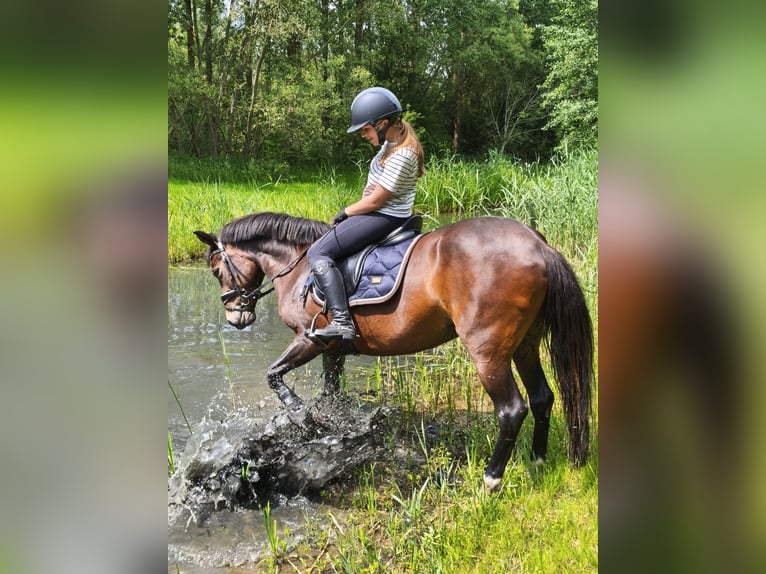 Poni New Forest Mestizo Yegua 12 años 143 cm Castaño in Houten
