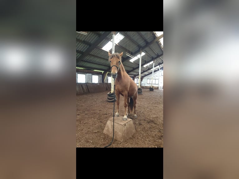 Poni New Forest Mestizo Yegua 12 años 148 cm Alazán-tostado in Niedererbach