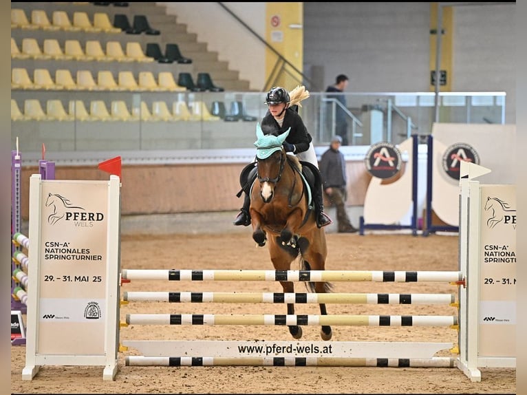 Poni New Forest Yegua 12 años 148 cm Castaño in Mamming