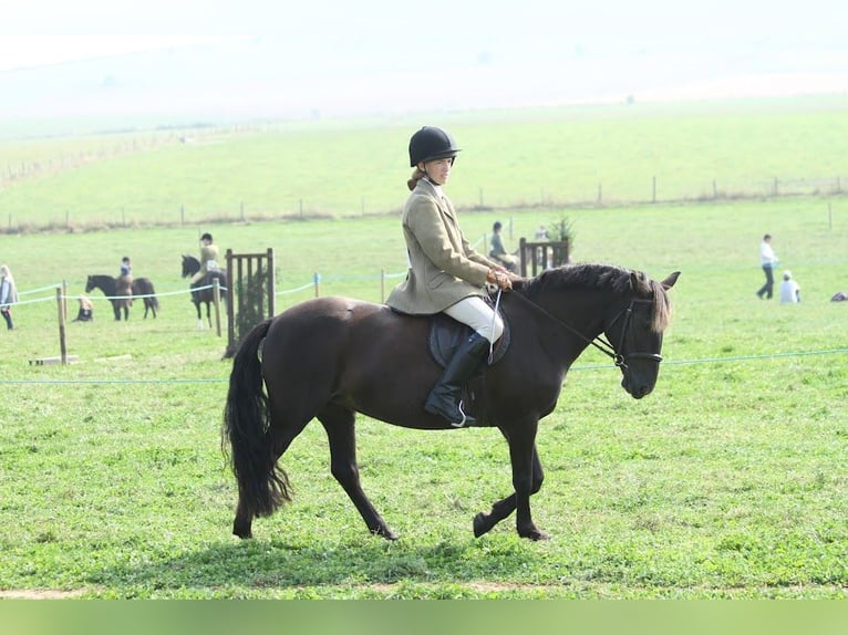 Poni New Forest Yegua 13 años 134 cm Castaño in Dorset