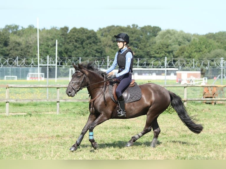 Poni New Forest Yegua 13 años 134 cm Castaño in Dorset