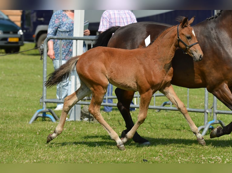 Poni New Forest Yegua 13 años 146 cm Castaño in Pronstorf