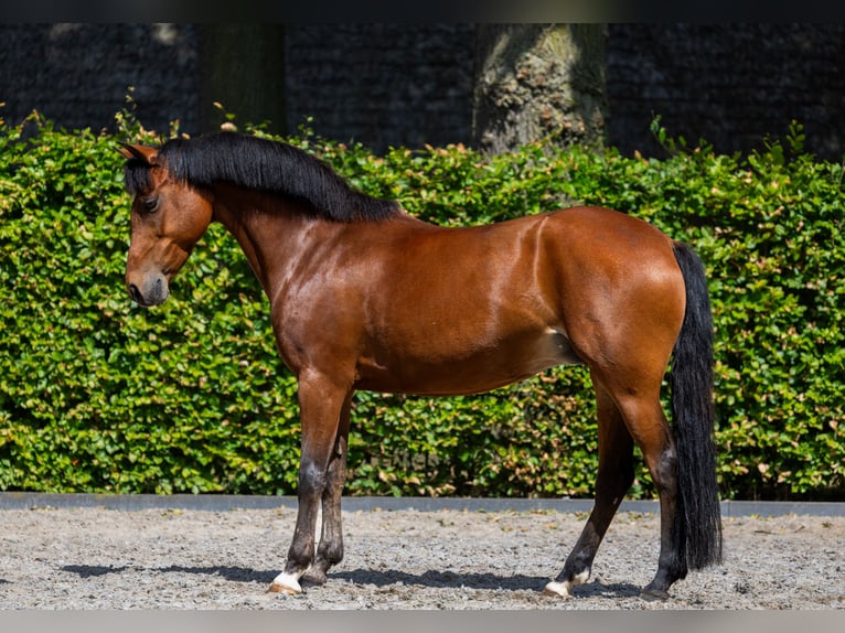 Poni New Forest Yegua 13 años 146 cm Castaño in Voorthuizen