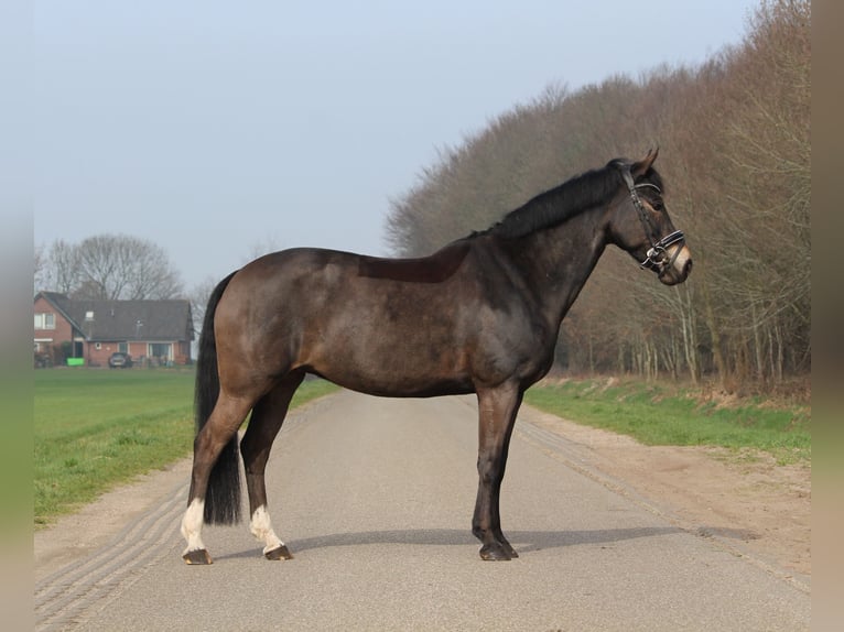 Poni New Forest Yegua 13 años 147 cm Castaño oscuro in Kortenhoef