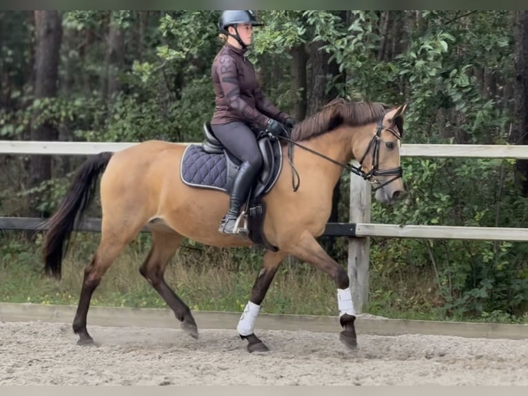 Poni New Forest Yegua 13 años 148 cm  in Gelselaar