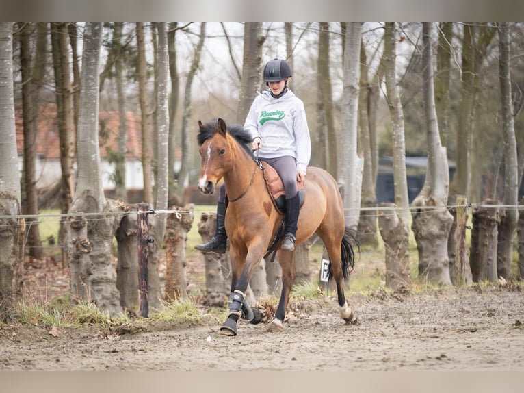 Poni New Forest Yegua 14 años 136 cm Castaño oscuro in Den Helder