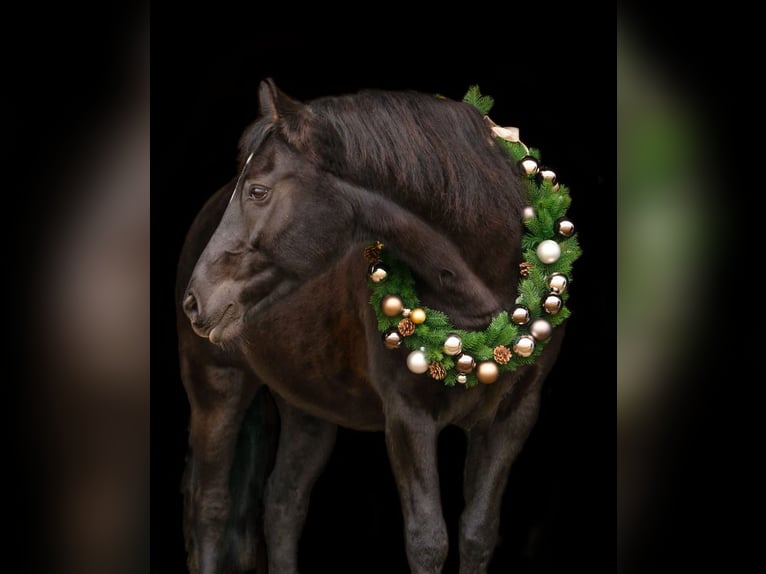 Poni New Forest Yegua 15 años 148 cm Alazán-tostado in K&#xF6;nigsdorf/H&#xF6;fen