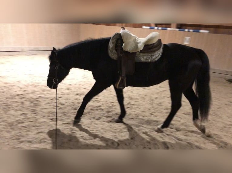 Poni New Forest Yegua 15 años 148 cm Alazán-tostado in K&#xF6;nigsdorf/H&#xF6;fen