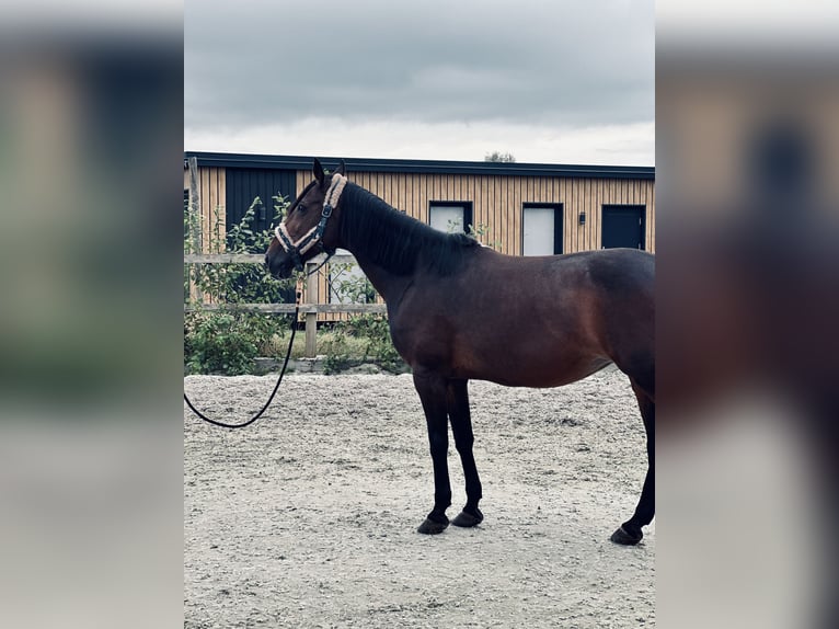 Poni New Forest Mestizo Yegua 15 años 156 cm Castaño oscuro in Goor